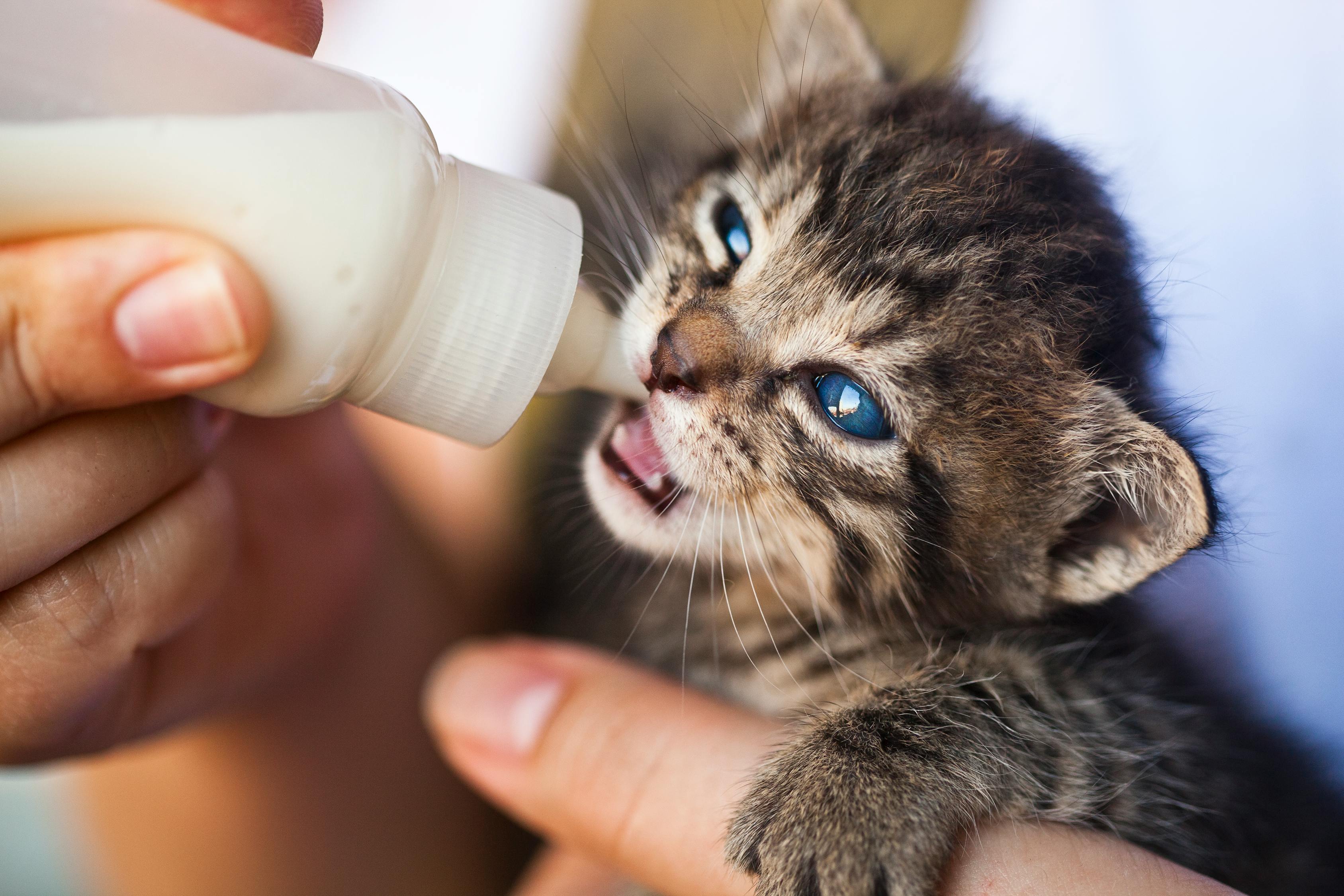 猫咪最新破解器，科技宠物的智能守护神，守护猫咪健康的新利器