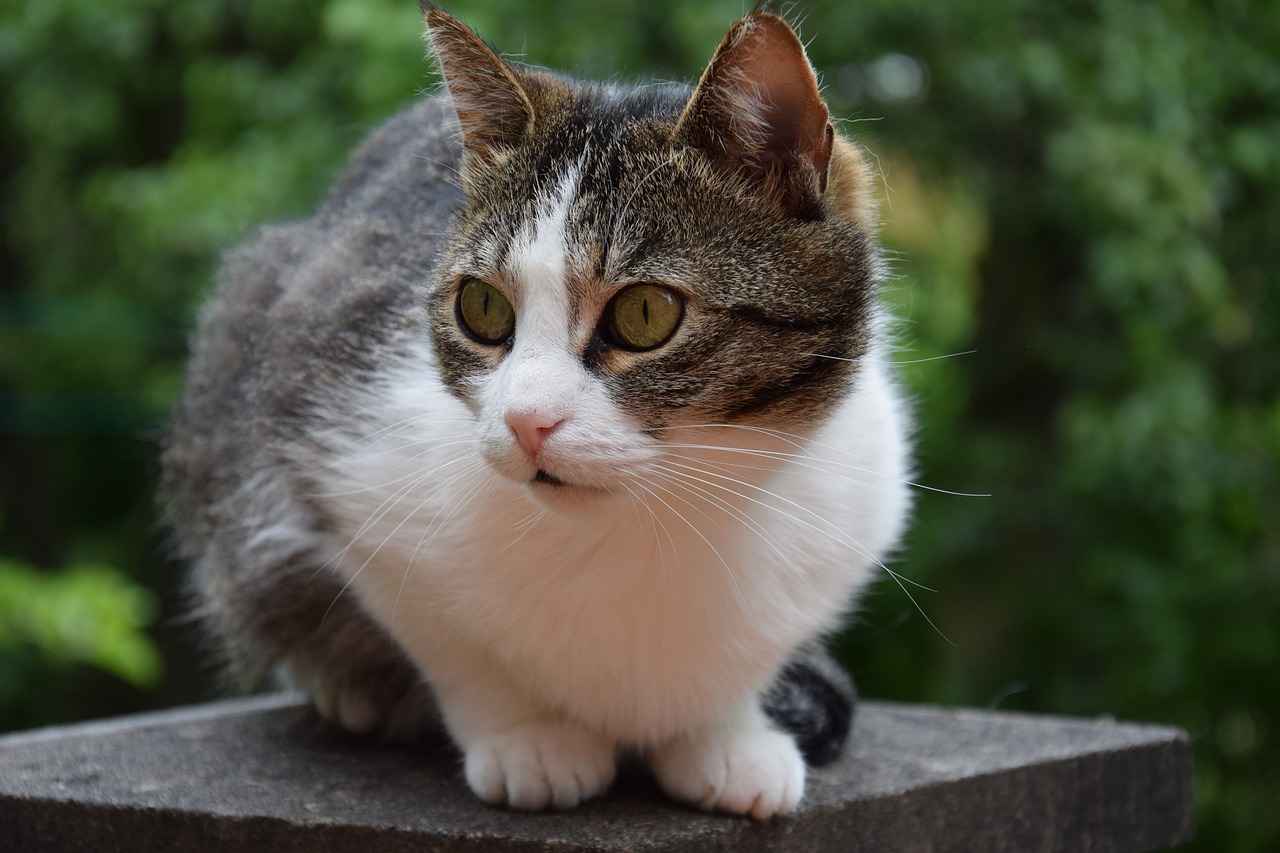 原住猫与最新猫，探索猫咪世界的全新篇章
