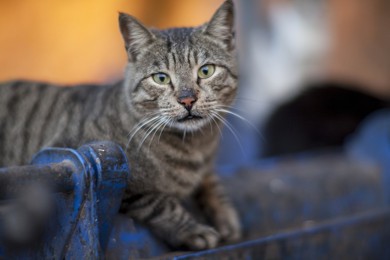 最新款猫扇，时尚与实用完美融合