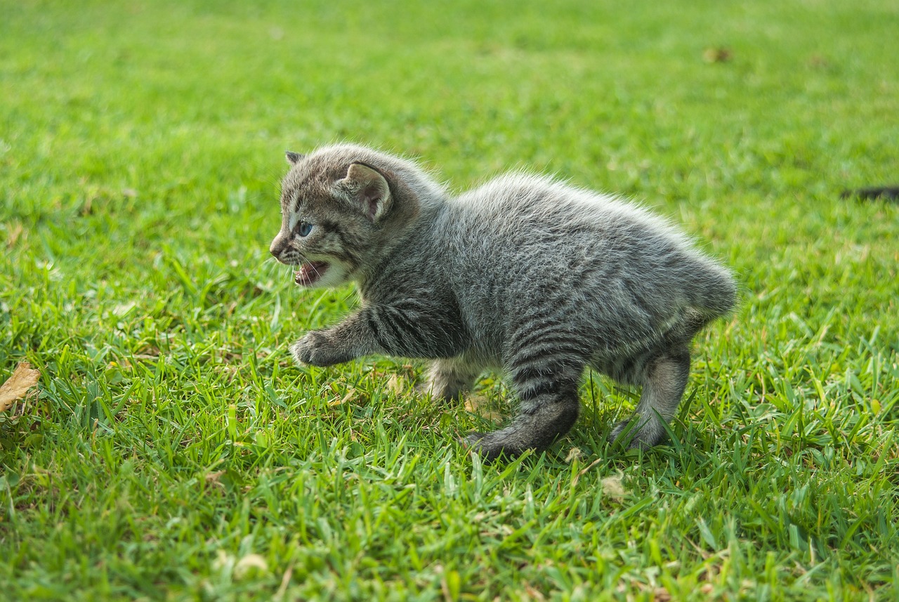 猫咪破解最新版，全新探索猫咪世界的极致体验