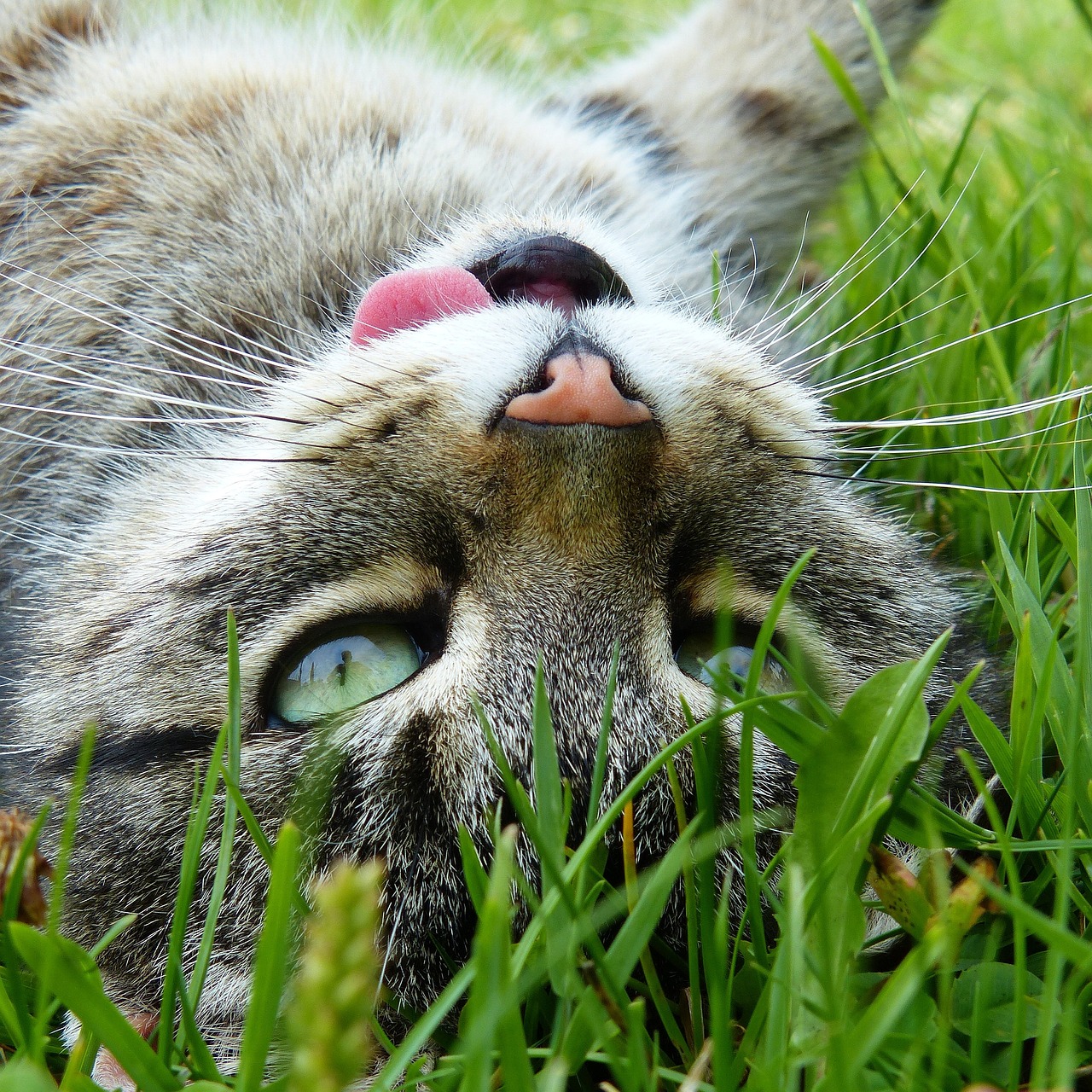 猫咪应用最新版下载，探索升级与乐趣无穷的体验