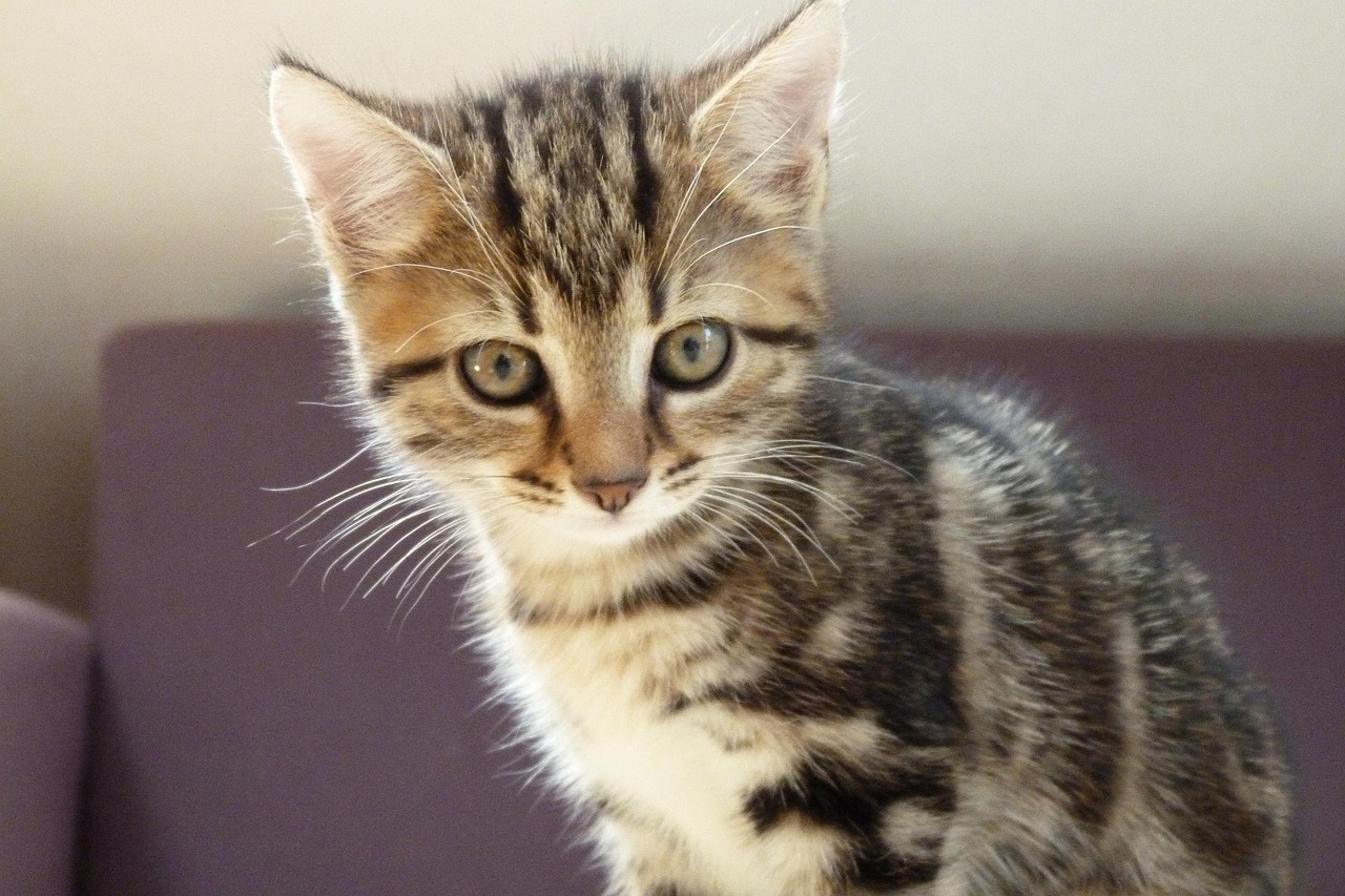 橘猫最新版，全新体验，探索猫咪世界的乐趣