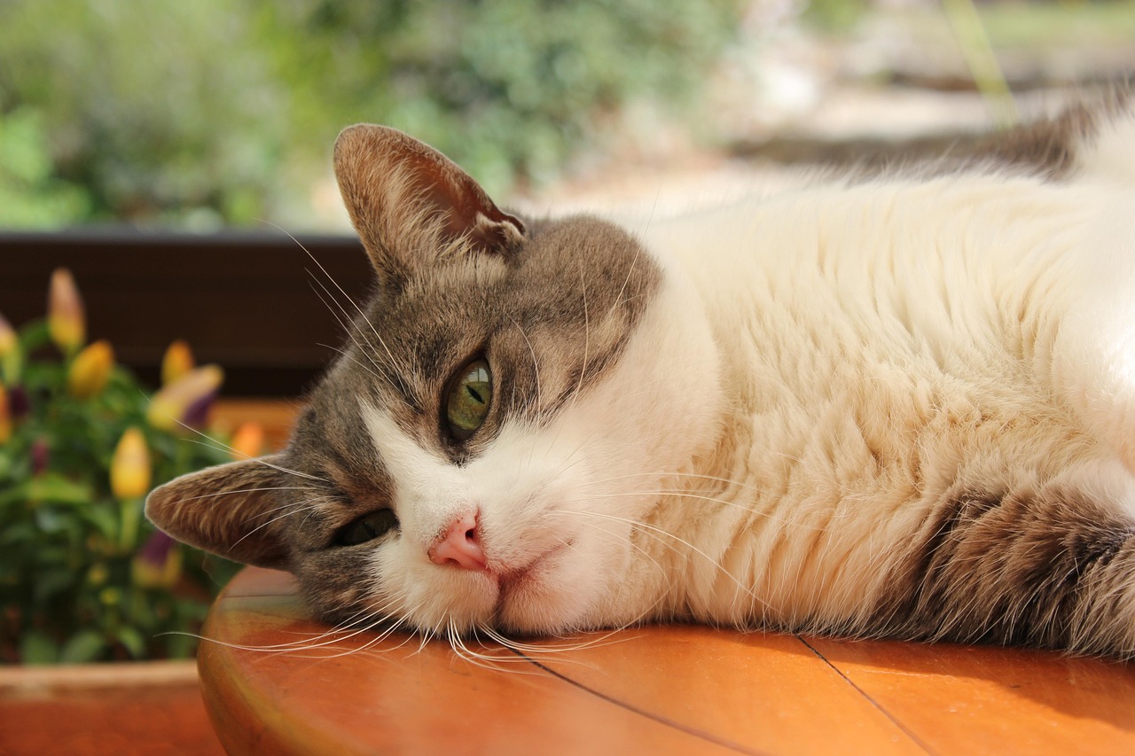 探索猫咪无限魅力，猫咪咪最新版全新体验