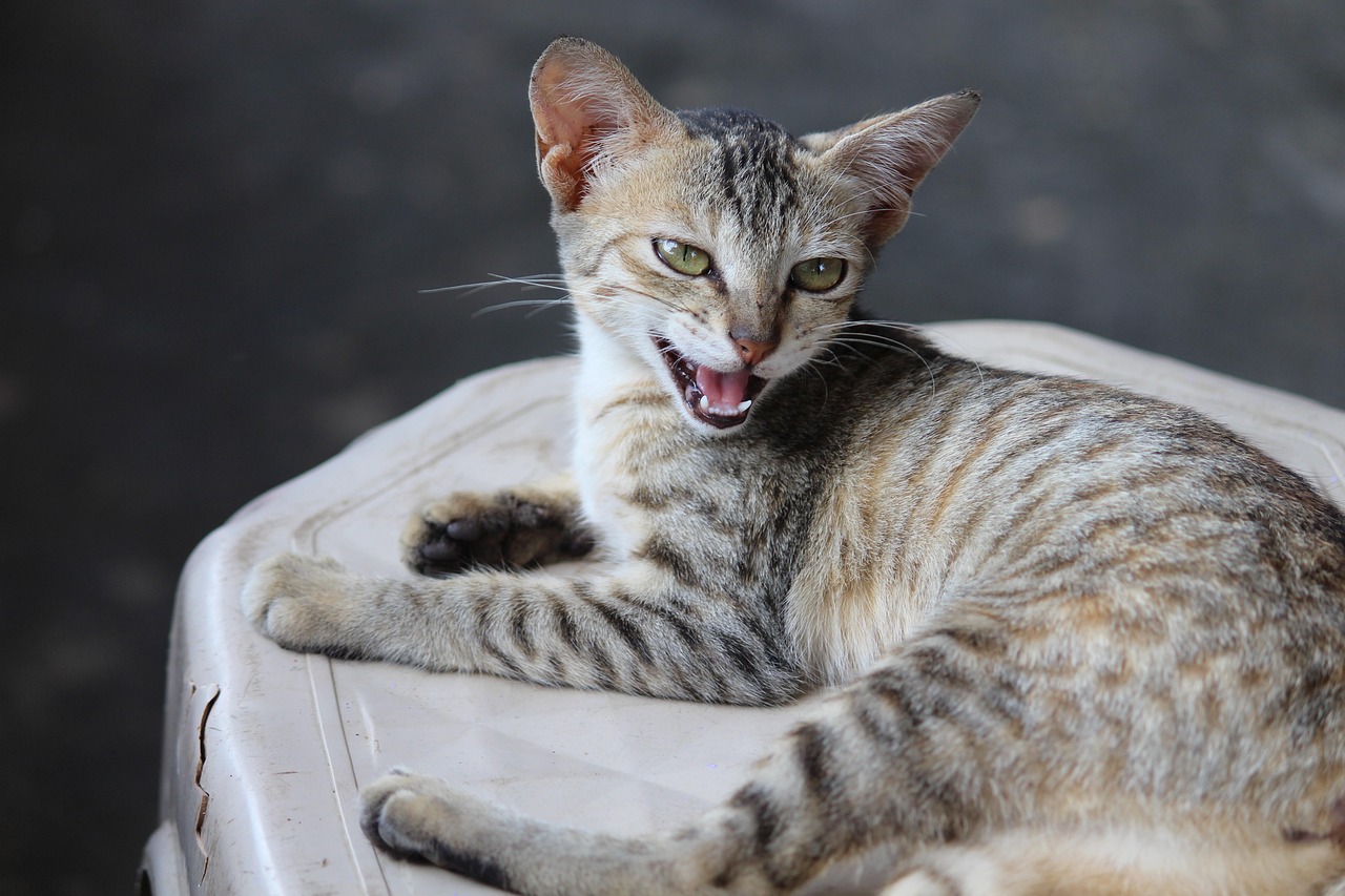 探索猫咪世界，最新动态与资讯，猫咪最新版分享！