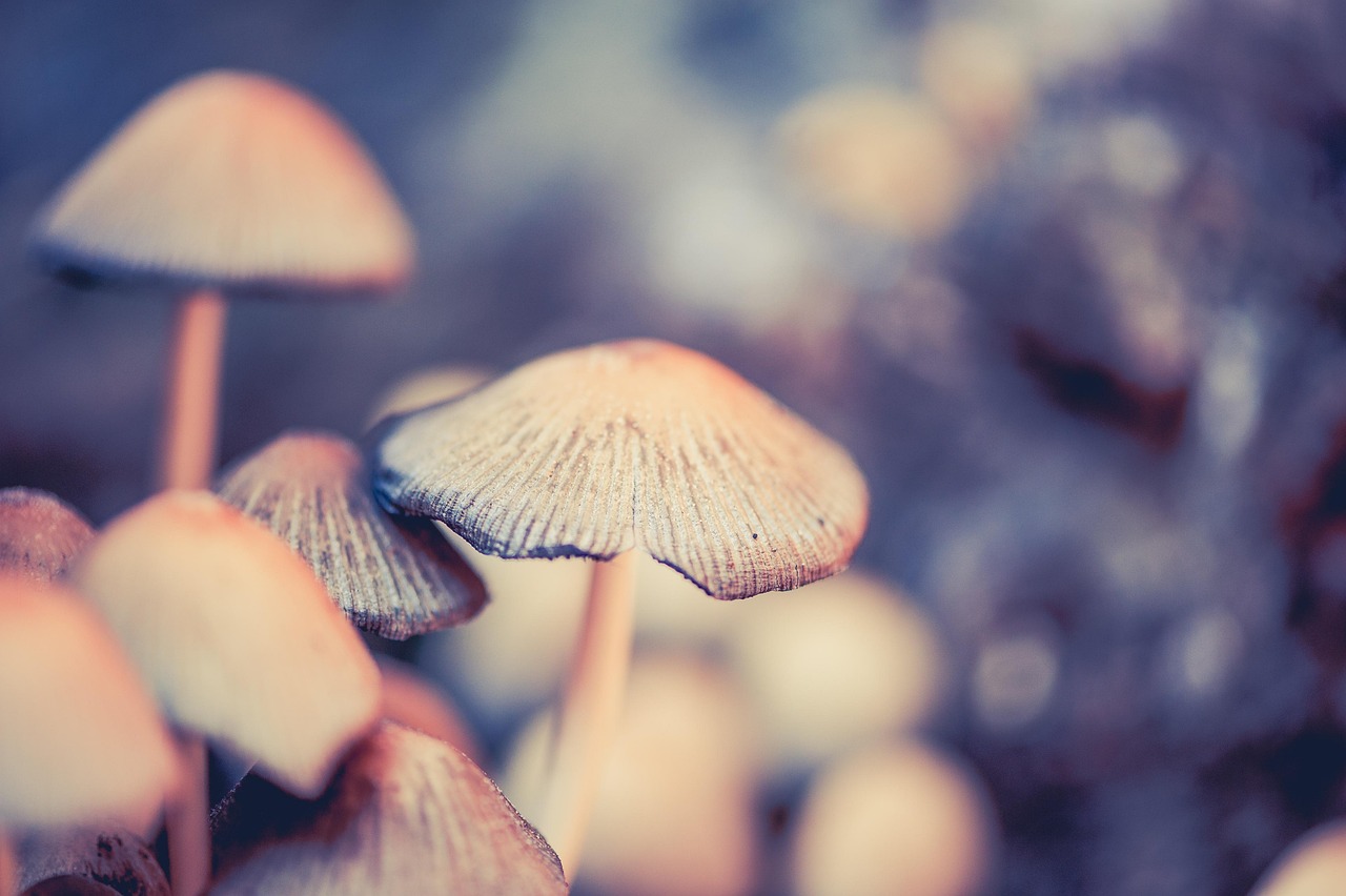 含羞草最新站，科技与自然的完美融合探索