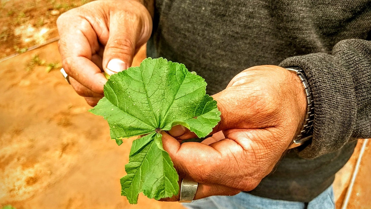 白癜风最新治愈率及其影响因素分析