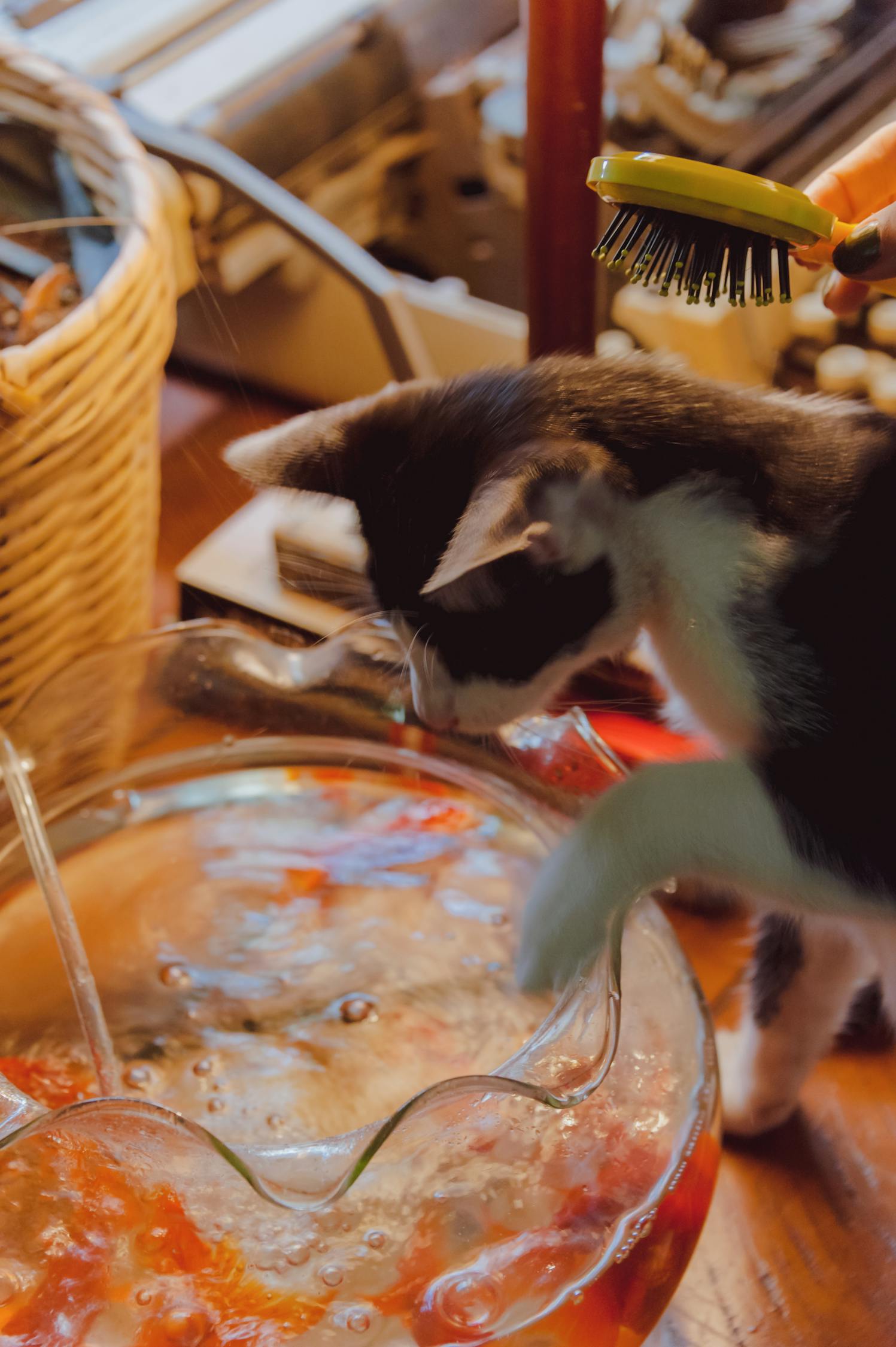 猫二十二最新动态揭秘，探索未知，展现独特魅力
