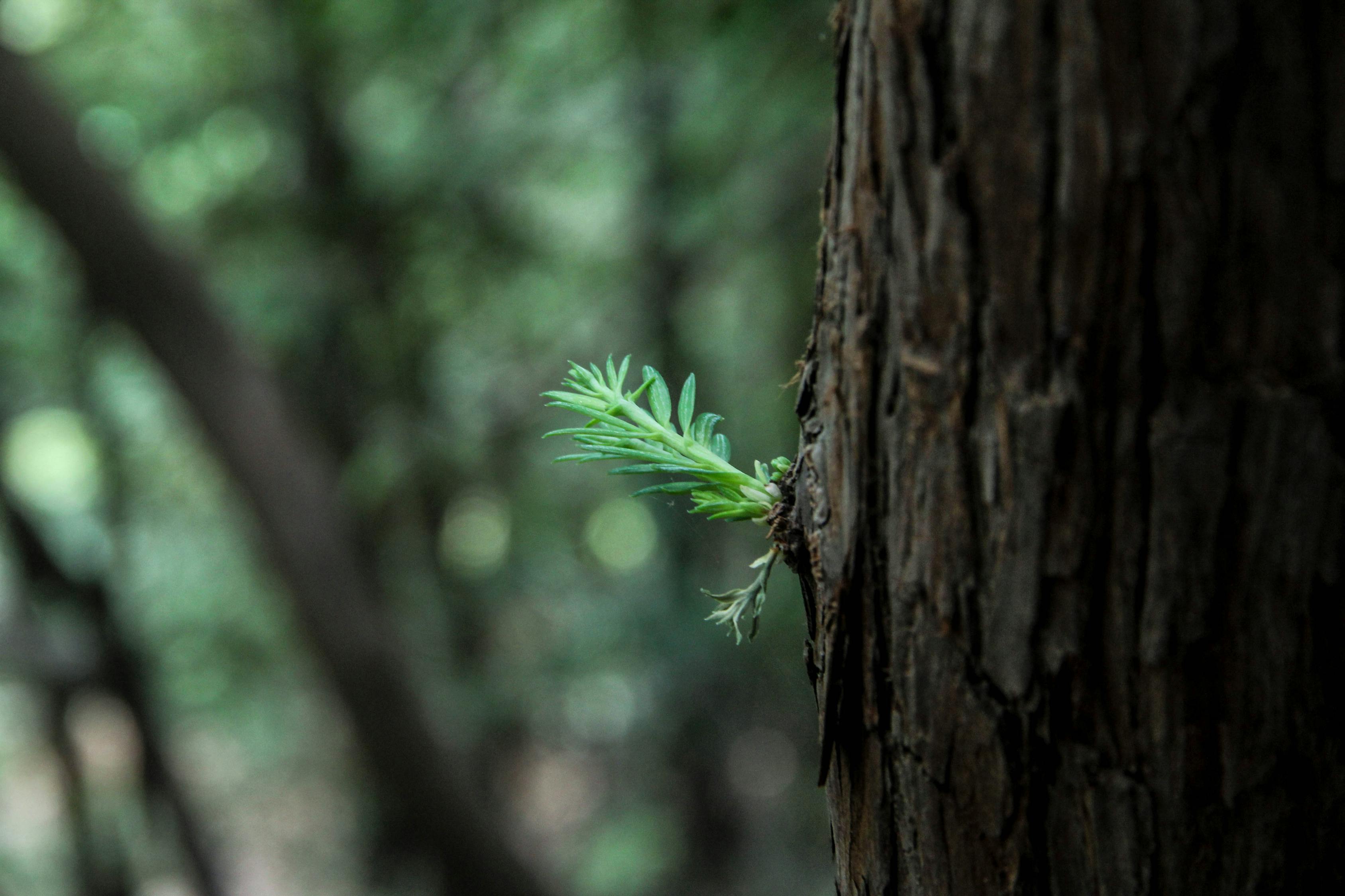 五月萌芽熊新篇，成长的力量与希望的绽放