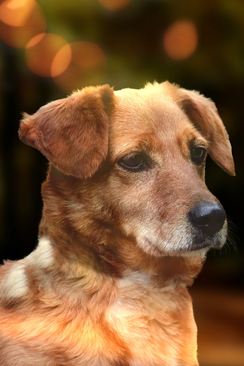 五月独特犬种魅力探索，最新犬种介绍